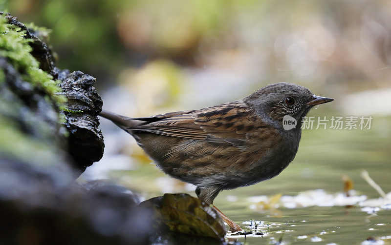 Dunnock (Pruella modularis)沐浴